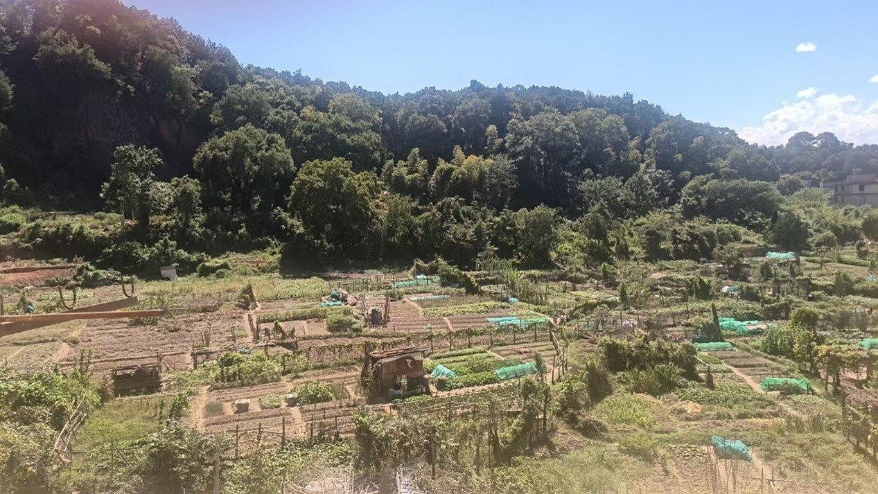 田