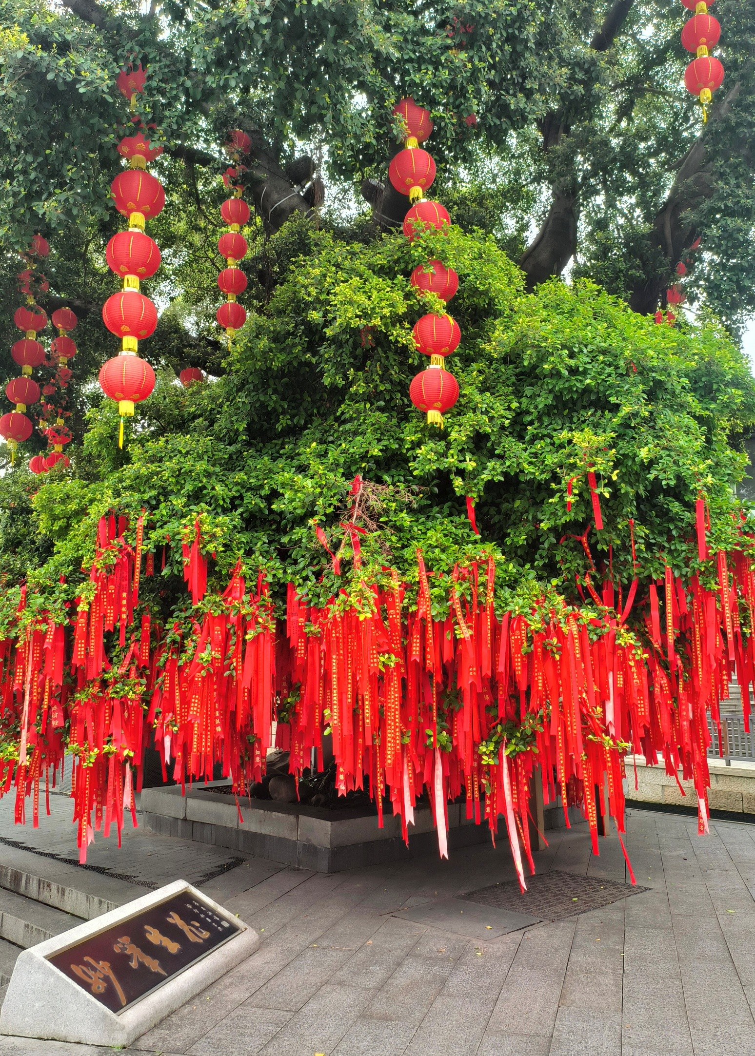 路上偶然看到的许愿树